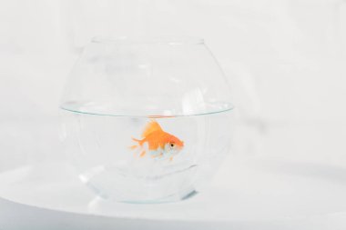 Beyaz arka planda net şeffaf su ile akvaryumda parlak Goldfish