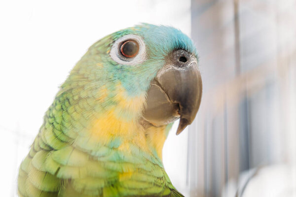 selective focus of adorable bright multicolored amazon parrot head