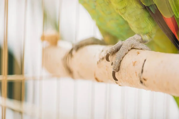 Enfoque Selectivo Los Pies Loro Verde Percha Madera Jaula Aves — Foto de Stock