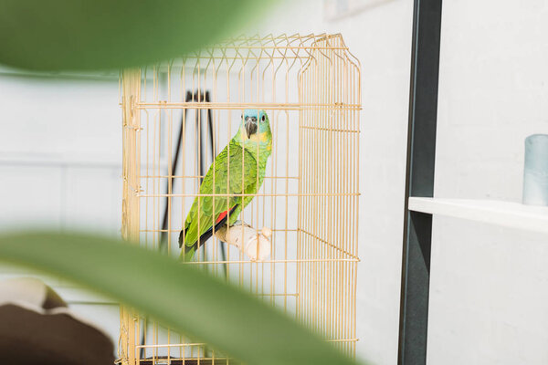 selective focus of cute green amazon parrot sitting in bird cage