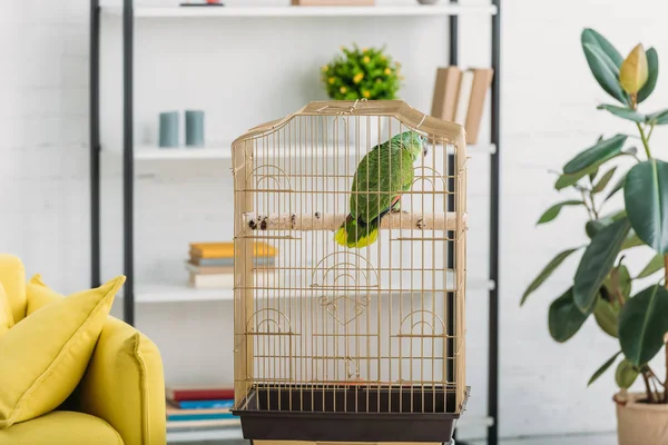 Grön Papegoja Fågelbur Nära Grön Ficus Och Rack Vardags Rummet — Stockfoto