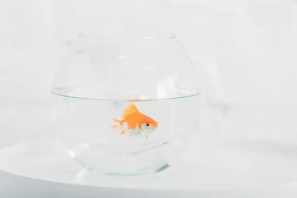 Bright Goldfish Aquarium Clear Transparent Water White Background — Stock Photo, Image