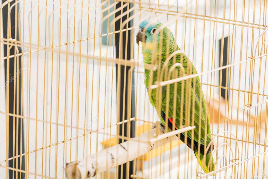 selective focus of bright green amazon parrot sitting in bird cage