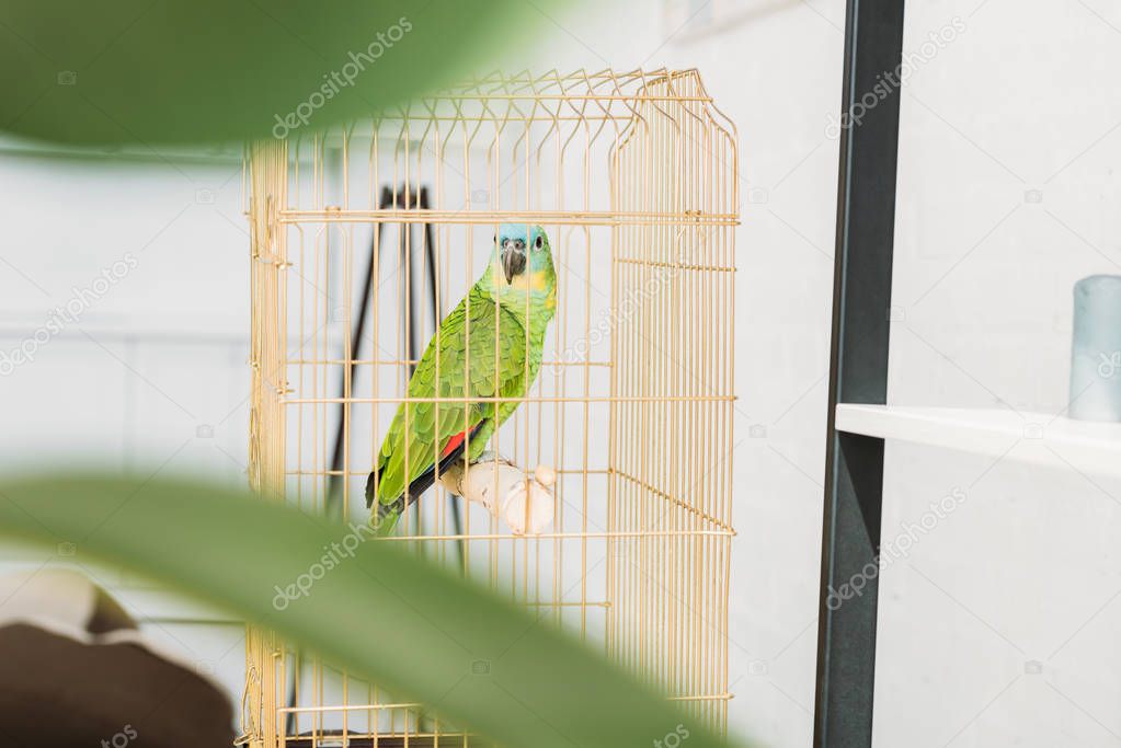 selective focus of cute green amazon parrot sitting in bird cage