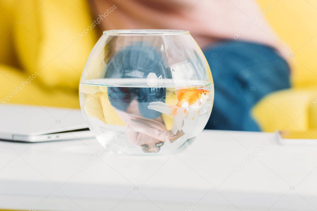 selective focus of bright gold fish in aquarium with clear water