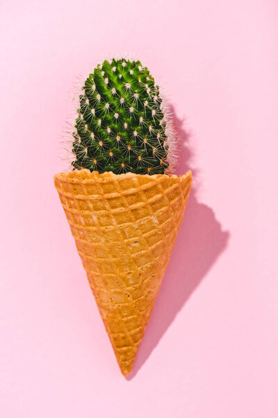 top view of cactus plant in ice cream cone on pink 