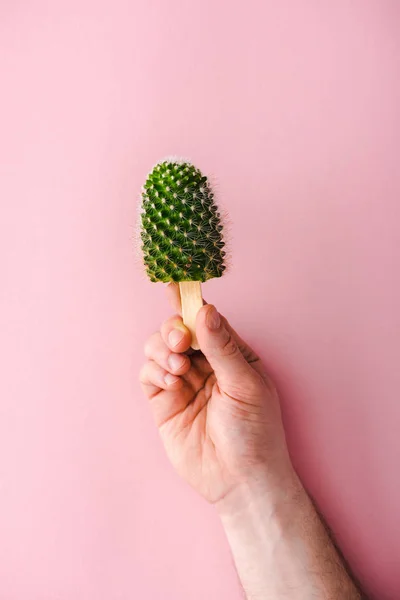 Bijgesneden Weergave Van Man Holding Cactus Plant Houten Stok Roze — Stockfoto