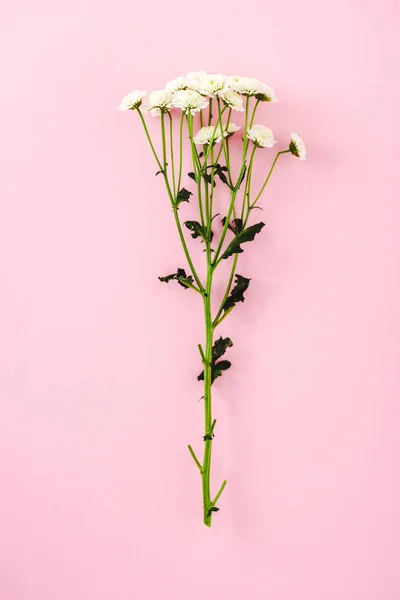 Chrysanthemenblüten Mit Blättern Isoliert Auf Rosa — Stockfoto