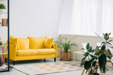 sarı kanepe, zemin ve saksı bitkiler üzerinde halı ile geniş oturma odası