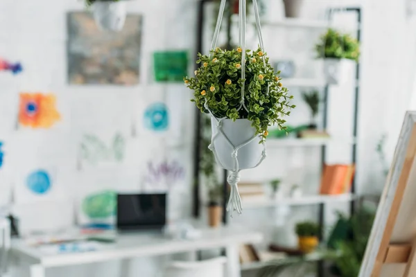 Selective Focus Selective Focus Green Hanging Potted Flower Spacious Room — Stock Photo, Image
