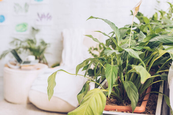 selective focus of lush green plants in room with soft chaise lounge and pouf near white wall