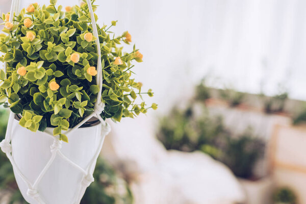 селективный фокус пышных растений в белом цветочном горшке висит на веревках
 