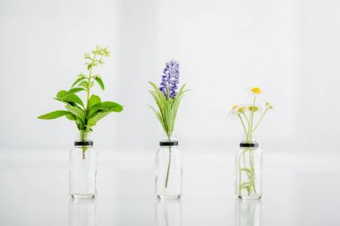 salvia, hyacinth and chamomile plants in transparent bottles on white background  clipart