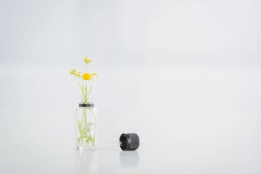 chamomile flowers in transparent bottle and dropped on white background with copy space clipart