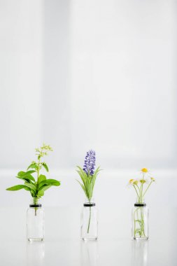 salvia, hyacinth and chamomile flowers in transparent bottles on white background with copy space clipart