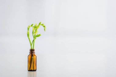 green freesia plant in glass bottle on white background with copy space clipart