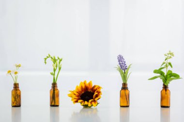 beyaz arka plan üzerinde cam şişelerde ayçiçeği, papatya, freesia, salvia ve sümbül çiçekleri