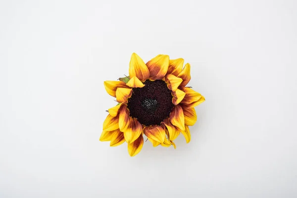 sunflower with black seeds and bright yellow petals on white background