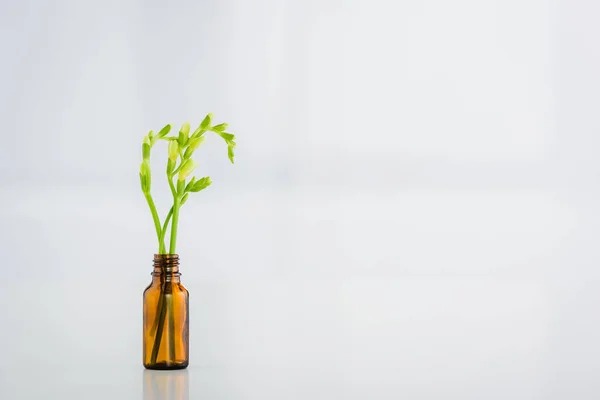 コピースペース付きの白い背景にガラス瓶の緑のフリージア植物 — ストック写真