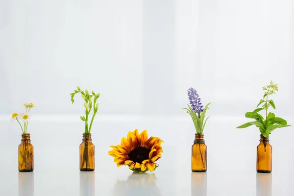 Zonnebloem Kamille Freesia Salvia Hyacinten Bloemen Glazen Flessen Witte Achtergrond — Stockfoto