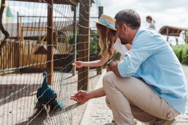 father and daughter gesturing near cage with peacock in zoo  clipart