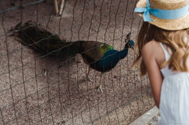 kafeste tavus kuşu yakınında duran hasır şapkalı çocuğun kırpılmış görünümü 