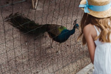 cropped view of kid in straw hat standing near peacock in cage  clipart