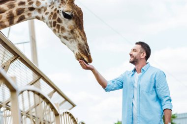 selective focus of cheerful man feeding giraffe in zoo  clipart