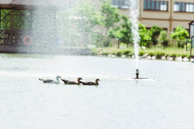 drops near fountain falling while black swans swimming in pond  clipart