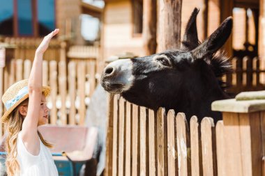 cute kid in straw hat gesturing while looking at donkey in zoo  clipart