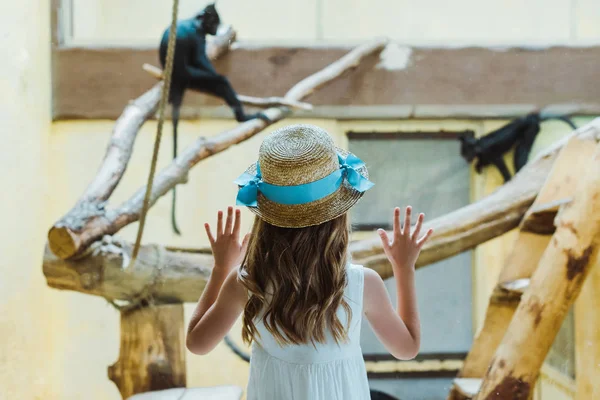 Back View Kid Straw Hat Putting Hands Window Monkeys Zoo — Stock Photo, Image