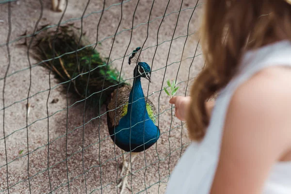 Vista Cortada Criança Perto Pavão Gaiola — Fotografia de Stock