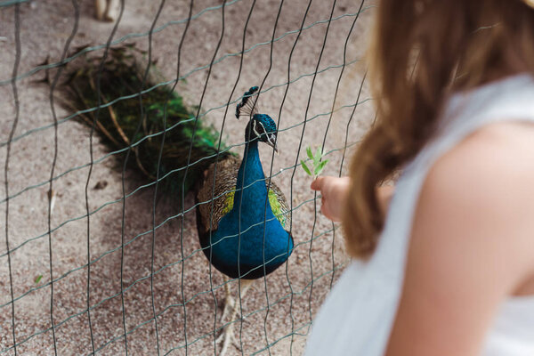 cropped view of kid standing near peacock in cage 