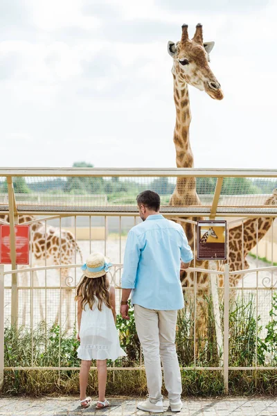 Vue Arrière Père Fille Debout Près Clôture Girafe Dans Zoo — Photo