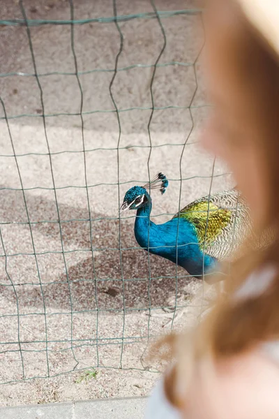 Vue Recadrée Enfant Debout Près Paon Cage — Photo