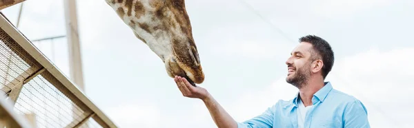 Πανοραμική Βολή Του Χαρούμενο Άντρα Ταΐζοντας Καμηλοπάρδαλη Στο Ζωολογικό Κήπο — Φωτογραφία Αρχείου