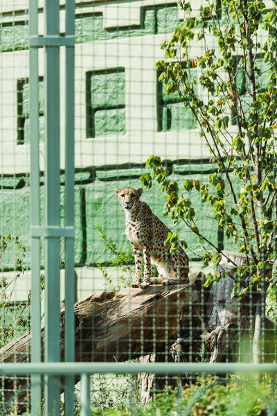 selective focus of wild leopard sitting on tree trunk in cage 