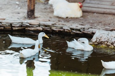 selective focus of white swans swimming in pond in zoo clipart