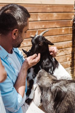 selective focus of cheerful man touching goat near boar in zoo  clipart