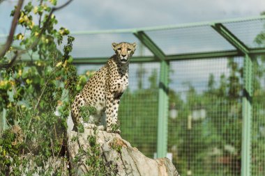 selective focus of wild leopard near green plants in zoo  clipart