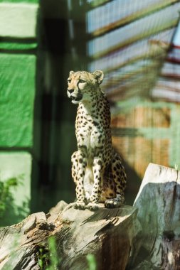 selective focus of wild leopard sitting in tree trunk near green plants in zoo  clipart