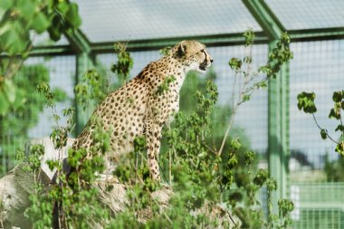 hayvanat bahçesinde yeşil bitkilerin yakınında oturan vahşi leopar seçici odak 