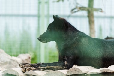 selective focus of black wild wolf lying in cage  clipart