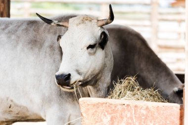 selective focus of bull with horns eating hay in zoo  clipart