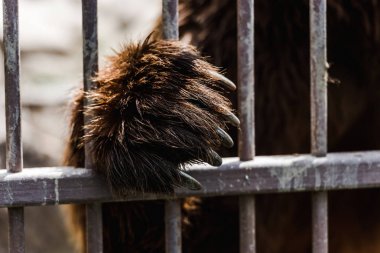 selective focus of brown bear with claws standing near cage in zoo  clipart