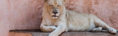 panoramic shot of lion with closed eyes lying in zoo  clipart