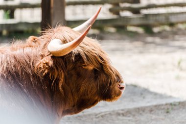 selective focus of furry bison with horns standing in zoo  clipart