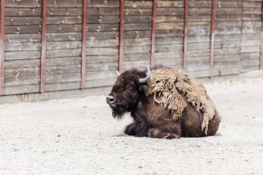 hayvanat bahçesinde ahşap çit yakınında yatan boynuzları ile kahverengi kürklü bizon 