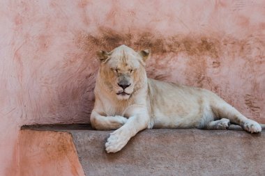 hayvanat bahçesinde yatan kapalı gözlü vahşi aslan 