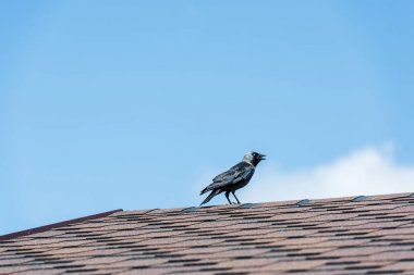 black raven sitting on roof against blue sly with cloud  clipart